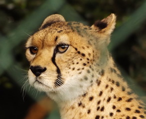 Male Cheetah Watches Beyond The Mesh