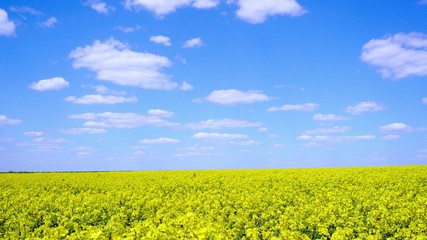 Obraz premium Beautiful blooming rapeseed field against blue sky in springtime afternoon