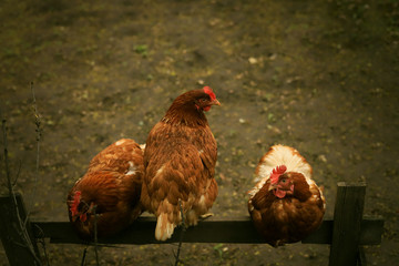three red hens sitting on a stick
