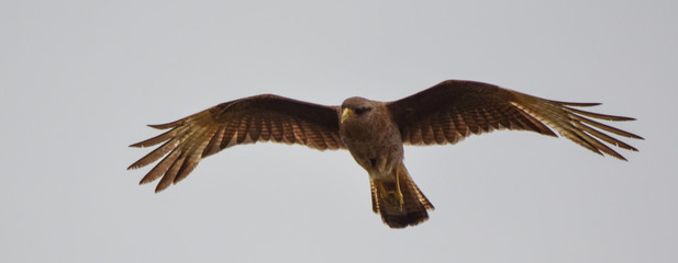 osprey in flight