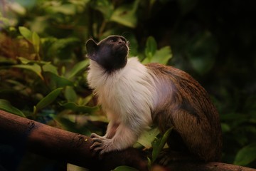 Monkey on a branch in zoo
