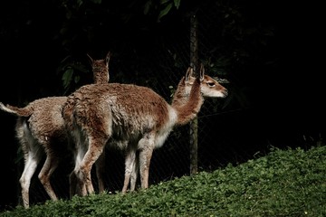 Herd of Llamas In a Dark Field