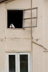 Kissing white pigeons on the window 