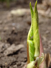 Emerging jack-in-the-pulpit