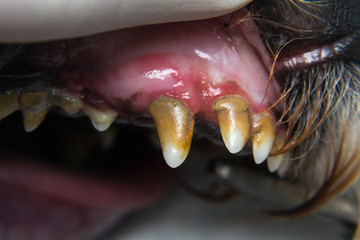 dog with gingivitis and teeth with tartar