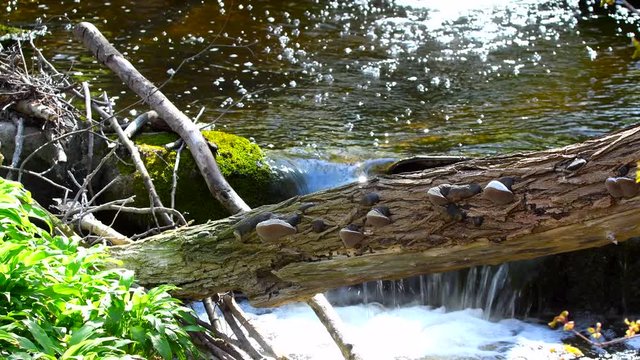 Old tree stem that laying over a small river in the forest of Lummelunda on the island of Gotland, Sweden