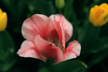 extremely beautiful pink tulips on a background of green leaves close up