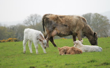 Cow and Calves Grazing In a Meadow