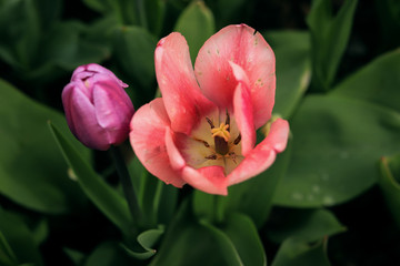 extremely beautiful pink tulips on a background of green leaves close up