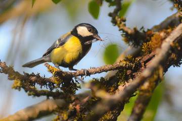 Fototapeta premium cinciallegra (Parus major) con imbeccata su ramo in primo piano