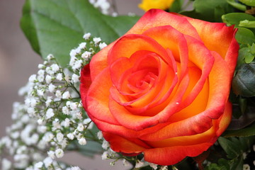 Orange Rose