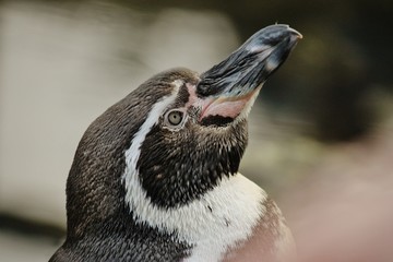 Naklejka premium Curious Penguin Looks Up for Food