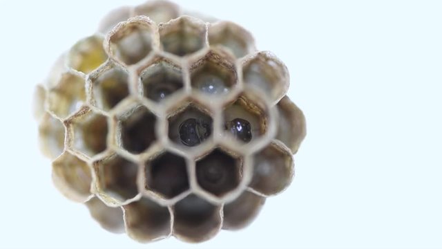 Nid de gu&ecirc;pes en gros plan avec diff&eacute;rentes larves 