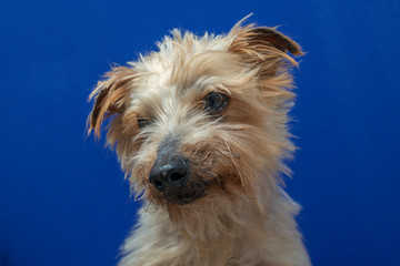 close-up portrait yorkshire dog making beautiful expressions in studio with blue background, portrait of small dog with lightly combed hair, with natural light and face with expression