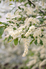 White flowers blooming bird cherry. Bird Cherry Tree in Blossom. Close-up of a Flowering Prunus Avium Tree with White Little Blossoms. Blooming Sweet Bird-Cherry Tree in Spring. Springtime concept.