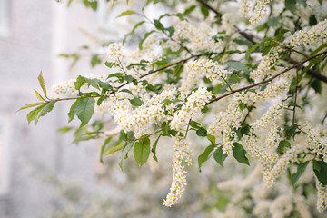 White flowers blooming bird cherry. Bird Cherry Tree in Blossom. Close-up of a Flowering Prunus Avium Tree with White Little Blossoms. Blooming Sweet Bird-Cherry Tree in Spring. Springtime concept.