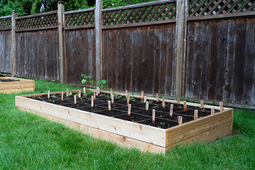 Backyard vegetable garden box with seedlings divided by string and labeled.