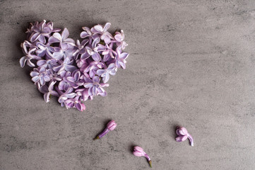 Flowers of a lilac in the form of a heart on gray background