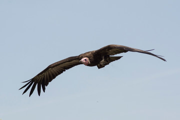 buitre volando 