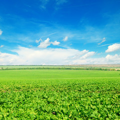 Picturesque green beet field and blue sky with light clouds.