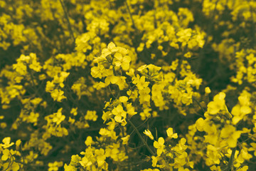 yellow flowers background