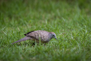 The Zebra Dove