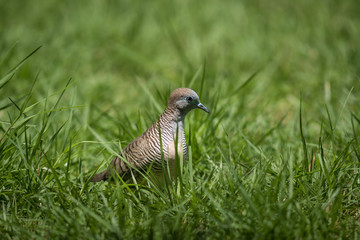 The Zebra Dove