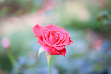 Beautiful red roses flower in the garden
