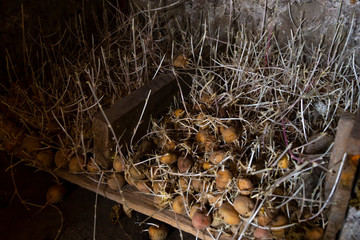 Sprouted potatoes. Potatoes for planting in the cellar