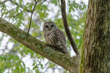 Barred Owl watching you