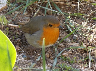 a small orange bird in the grass