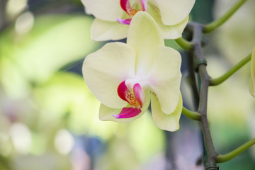 Beautiful Phalaenopsis Orchid flower blooming in garden floral background