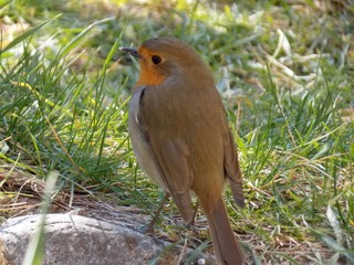a small orange bird in the grass