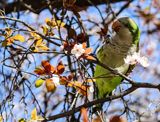 parrot on a flowering tree