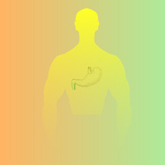 Hand Drawn Human Stomach Placed into Man Silhouette