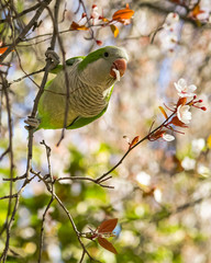 parrot on a flowering tree