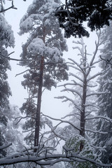 Fototapeta na wymiar Winterimpressionen im Föhrenwald 