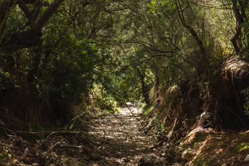 Rocky path on a forest