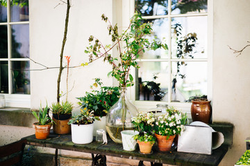 Fototapeta na wymiar photo of plant on a table in the garden