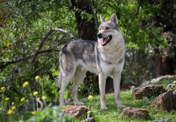 Czechoslovakian wolf dog in the countryside. 