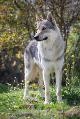 Czechoslovakian wolf dog in the countryside. 