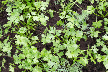 Growing parsley plant on ground in garden