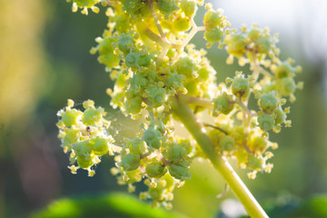 elderberry