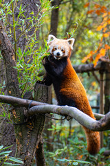 red panda in tree © Jakub