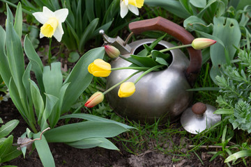 Growing blooming yellow and red tulips in old metal teapot in garden