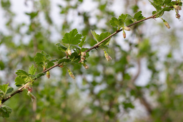 Blooming gooseberry bush flowers in garden with blue sky