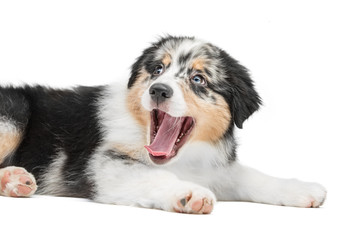 Cute puppy lies with open mouth. Background is isolated. Aussie Australian Shepherd.