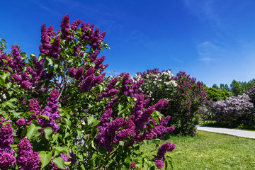 Obraz premium Lilac garden in Moscow on a sunny spring day. Russia