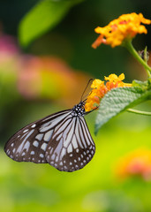 Brush-footed Butterfly is collecting honey from flower. Selective focus. Shallow depth of field. Background blur.