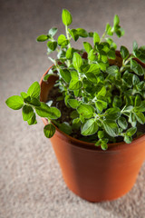 Origano herbs growing in terracotta pot ready to be harvested.